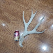 Mule deer antlers. for sale  Lehi