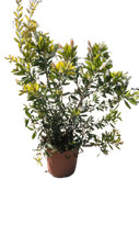 Callistemon citrinus splendens usato  Italia