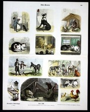 1890 katze katzen gebraucht kaufen  Seubersdorf