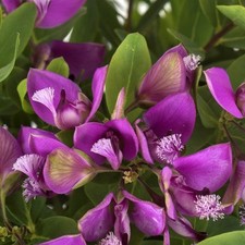 Pianta polygala myrtifolia usato  Torre Canavese