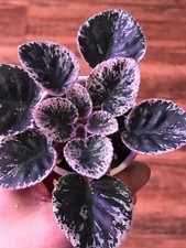 African violet plant for sale  Cedar Park
