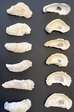 12pcs oyster shells for sale  Homosassa