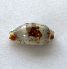 Coquillage cypraea cyprae d'occasion  Mandelieu-la-Napoule