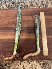 Snake plants sansevieria for sale  Naples