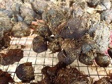 Pferdeäpfel getrocknet abgela gebraucht kaufen  Warmsen