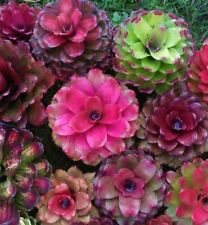 8000787 aeonium mix gebraucht kaufen  Reutlingen
