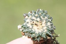 Kaktus kakteen ariocarpus gebraucht kaufen  Deutschland