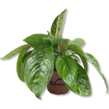 Camouflage homalomena live for sale  Denver