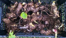 Lot canna rouge d'occasion  Saujon