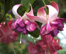 Fuchsien jung pflanze gebraucht kaufen  Schirnding