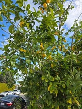 Pcs thailand lemon for sale  Winnetka