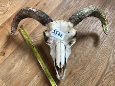 Scottish sheep skull for sale  UK