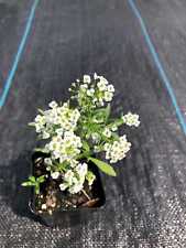 Sweet alyssum live for sale  Gurnee