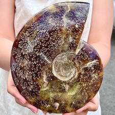 Caracola pulidora natural rara y rara de 3,61 lb muestra mineral fósil segunda mano  Embacar hacia Mexico
