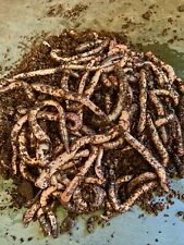 Live lob worms for sale  LICHFIELD