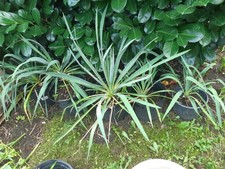 Palmlilie yucca palme gebraucht kaufen Palmlilie yucca palme gebraucht kaufen  Leipzig