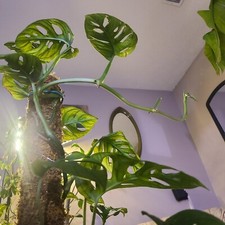 Swiss cheese plant for sale  Columbus