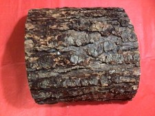 Oak cork tree for sale  Corpus Christi