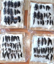 Coleotteri coleotteri italia. usato  Italia