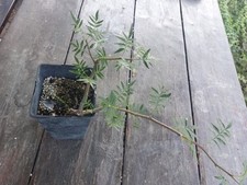 Bursera confusa cutting for sale  Shipping to United Kingdom