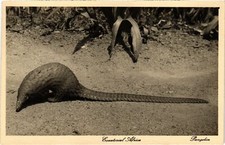 Kenya pangolin d'occasion  Expédié en France