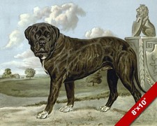 Calm dignified mastiff for sale  South Jordan