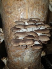 Mushroom grow kit for sale  WORCESTER