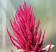 Gemüse amaranth red gebraucht kaufen  Dortmund