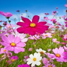Cosmos sensation mixed for sale  GRIMSBY
