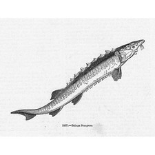 Fish beluga sturgeon for sale  GLASGOW