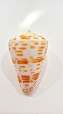 Conus tessulatus big usato Conus tessulatus big usato  San Martino Dall Argine