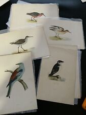 Antique colour plate for sale  RETFORD