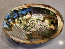 Abalone seashell extra for sale  Mamaroneck