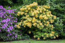 Rhododendron luteum goldpracht gebraucht kaufen  Westerstede