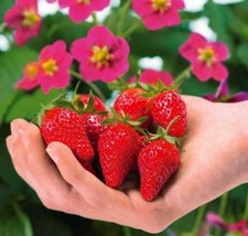 Graines fraisier fraise d'occasion  Gouzeaucourt