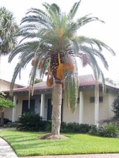 Phoenix canariensis canary for sale  Claxton