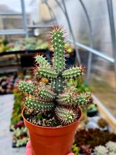 Euphorbia baioensis prickly for sale  CLACTON-ON-SEA