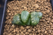 Succulent haworthia kamen for sale  Albrightsville