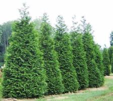 trade plants for sale trade plants for sale Pelzer