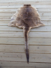 Genuine australian tanned for sale  Walton