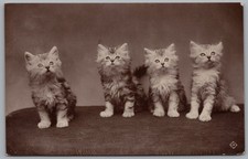 Cat postcard animal for sale  REDCAR