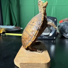 Taxidermy turtle small for sale  Chicago