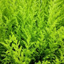 Cupressus goldcrest wilma for sale  UK