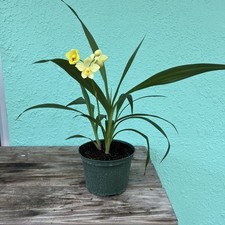 Large mature live for sale  Sebastian