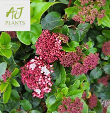 Viburnum tinus lisarose for sale  HEREFORD