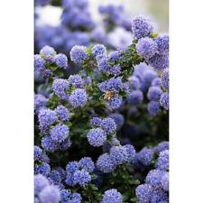 Ceanoto ceanothus thyrsiflorus usato  Valmacca
