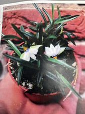 Dendrobium cyanocentrum usato  Spedire a Italy