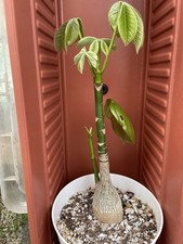 Pseudobombax ellipticum live for sale  Gilroy