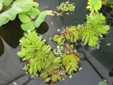 Büschelfarn salvinia schwimmp gebraucht kaufen  Schmidmühlen
