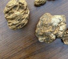Pieces fossilized wooly for sale  Brookville